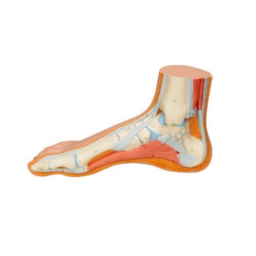 Normal Foot (M30)